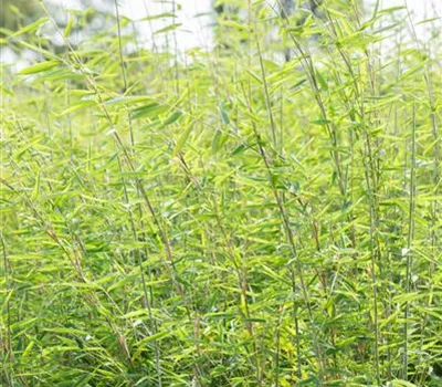 Fargesia species 'Red Zebra' -R- Fargesia species 'Red Zebra' -R-