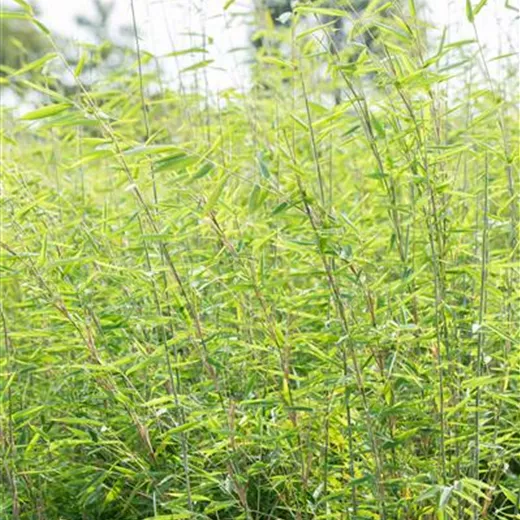 Fargesia species 'Red Zebra' -R-