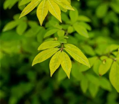 Euonymus alatus 'Compactus' Euonymus alatus 'Compactus'