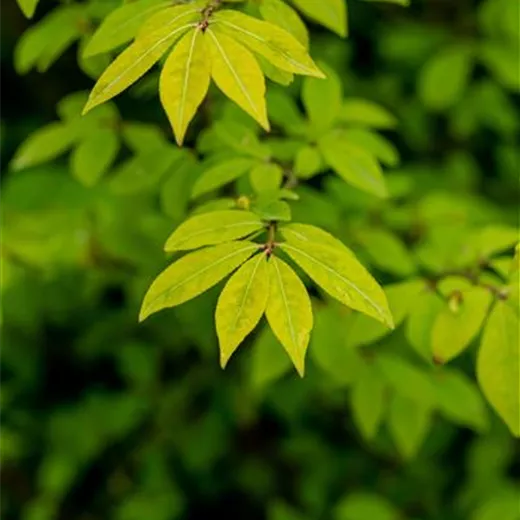 Euonymus alatus 'Compactus' Euonymus alatus 'Compactus'