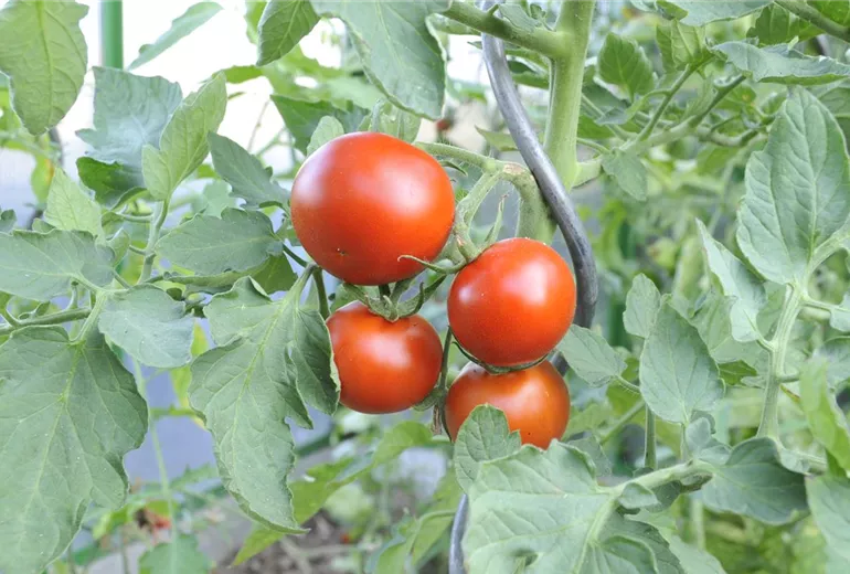 Solanum lycopersicum 'Sparta' Solanum lycopersicum 'Sparta'