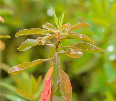 Euphorbia epithymoides