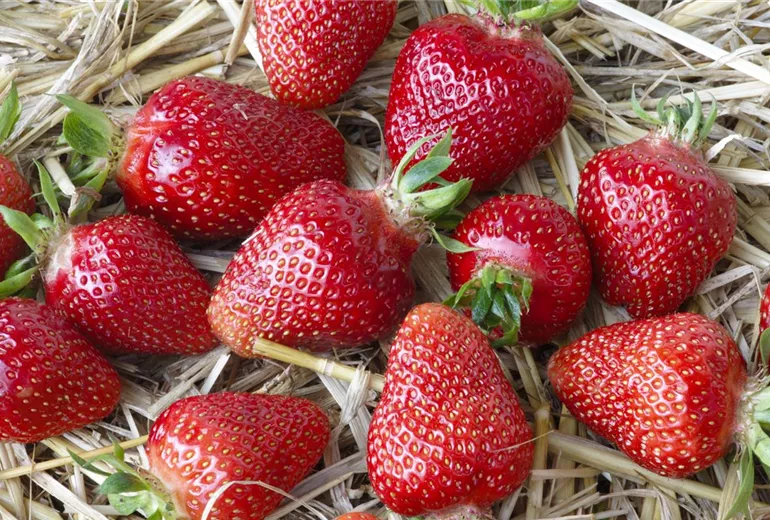 Fragaria x ananassa Fragaria x ananassa