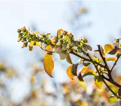 Beerensträucher pflegen – So gibt es bald viele leckere Snacks Beerensträucher pflegen – So gibt es bald viele leckere Snacks
