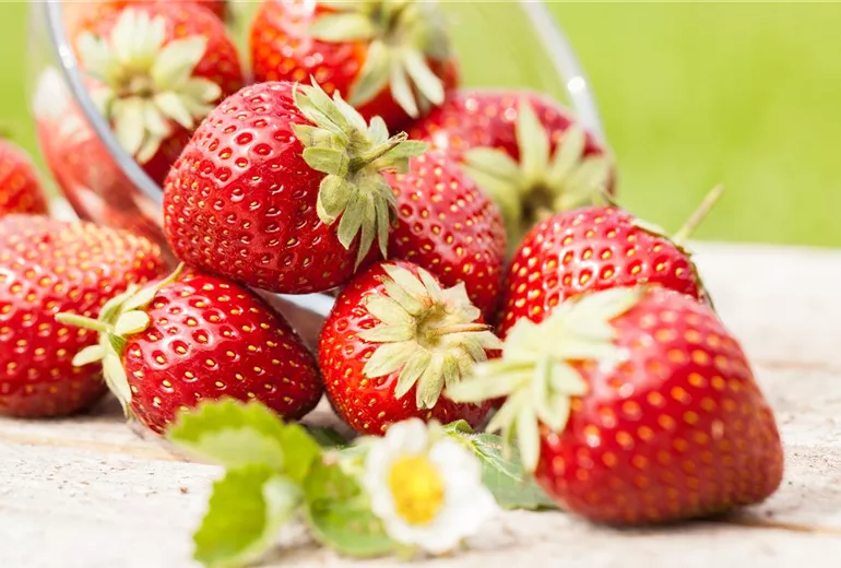 Fragaria x ananassa Fragaria x ananassa