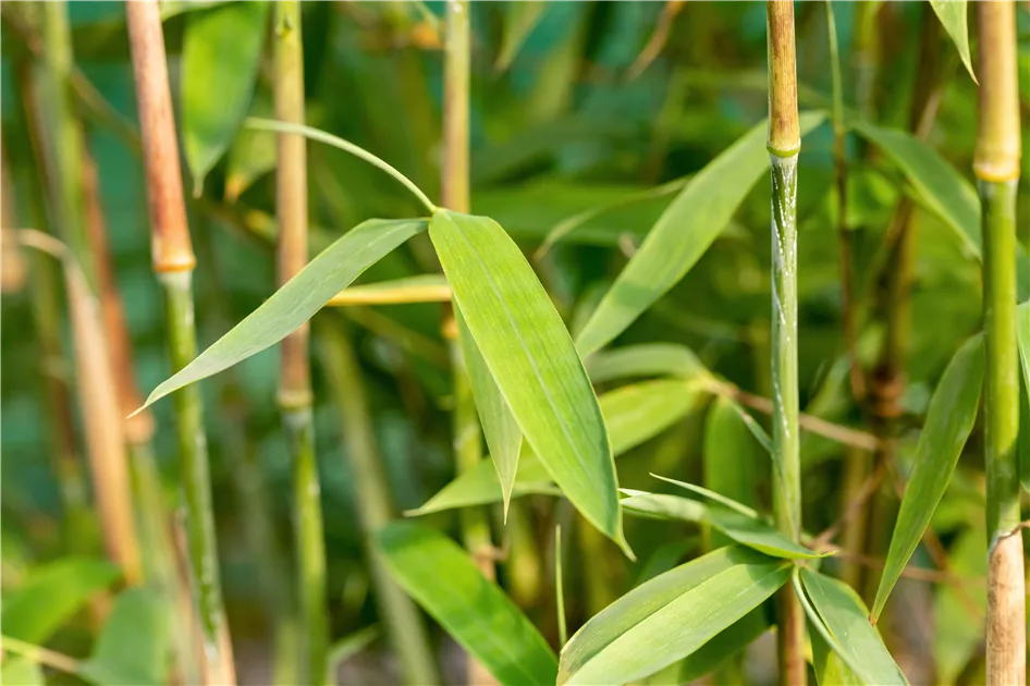 grünlilie wird braun Grünlilie - Chlorophytum Ocean - Zimmerpflanze - Ø15cm