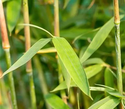 Fargesia Hybride 'Winter Joy' Fargesia Hybride 'Winter Joy'