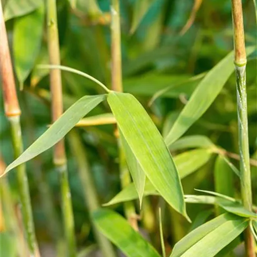 Fargesia Hybride 'Winter Joy' Fargesia Hybride 'Winter Joy'