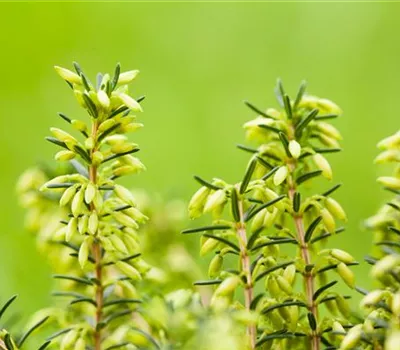 Erica carnea i.S. weiß