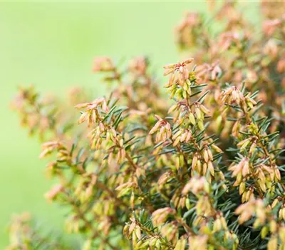 Erica carnea i.S. rosa