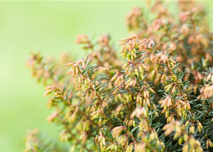 Erica carnea i.S. rosa