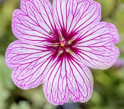 Geranium cinereum 'Ballerina'