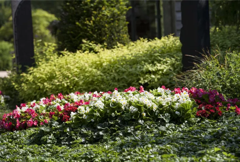 Begonia semperflorens Begonia semperflorens