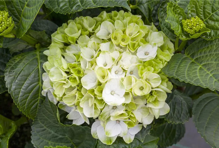 Hydrangea macrophylla 'Hochzeits-Hortensie'® Hydrangea macrophylla 'Hochzeits-Hortensie'®