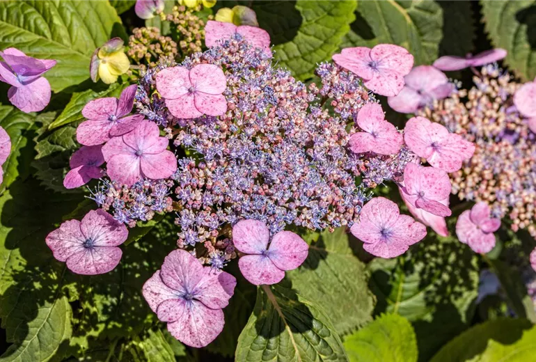 Hydrangea macrophylla, rosa Tellerblüten Hydrangea macrophylla, rosa Tellerblüten