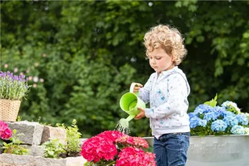 Für bunte Blütenpracht Hortensien pflegen und richtig düngen Für bunte Blütenpracht Hortensien pflegen und richtig düngen