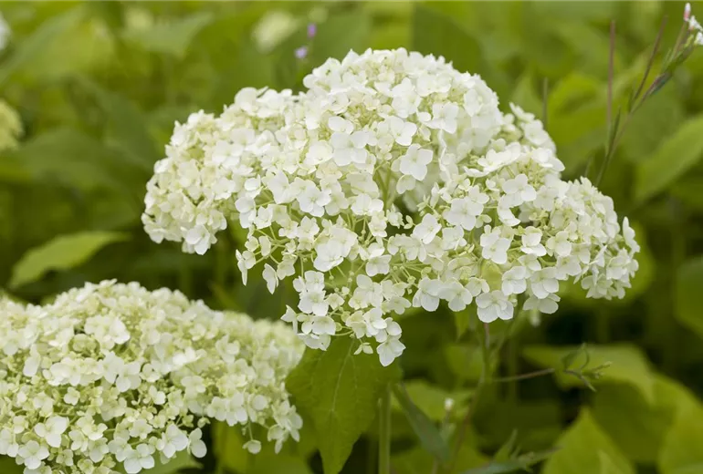 Hydrangea arborescens Hydrangea arborescens