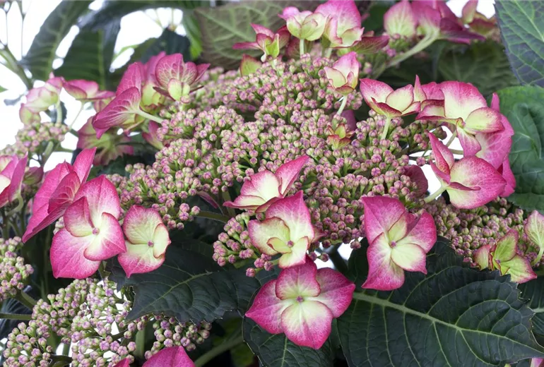 Hydrangea Hydrangea