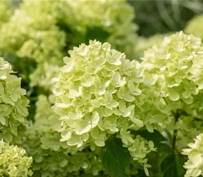 Hydrangea panic. 'Little Lime' -R- Hydrangea panic. 'Little Lime' -R-
