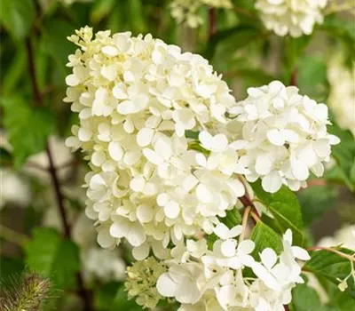 Hydrangea panic. 'Vanille-Fraise' -R-