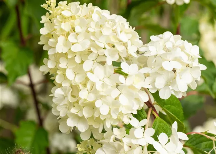Hydrangea panic. 'Vanille-Fraise' -R- Hydrangea panic. 'Vanille-Fraise' -R-