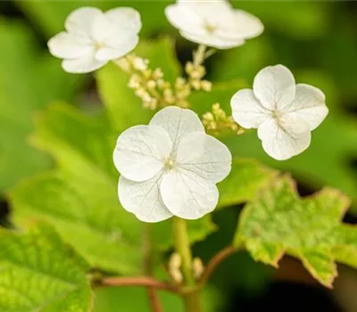 Hydrangea quercifolia 'Ruby Slippers'