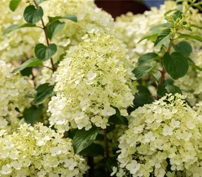 Hydrangea panic. 'Bobo' -R-