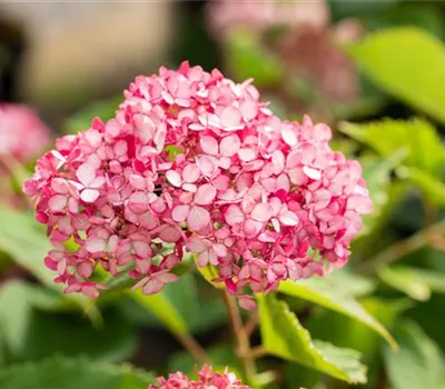 Hydrangea arbor. 'Ruby Annabelle' -R-