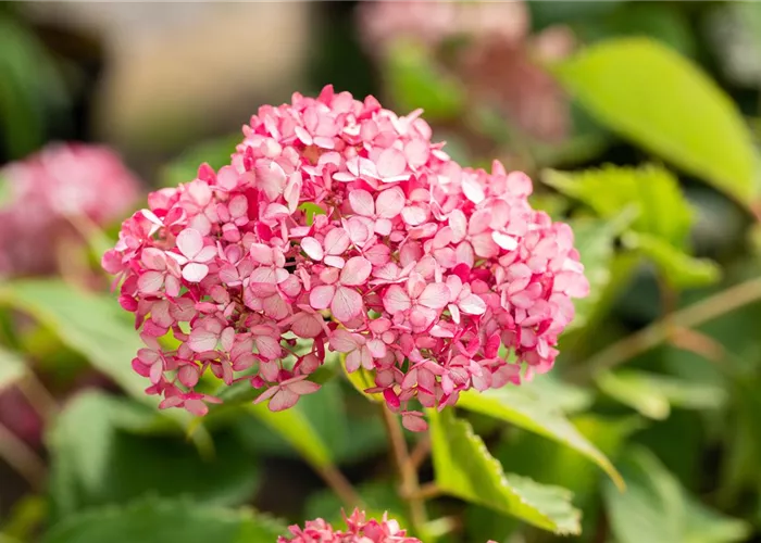 Hydrangea arbor. 'Ruby Annabelle' -R-