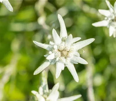 Leontopodium alpinum Leontopodium alpinum
