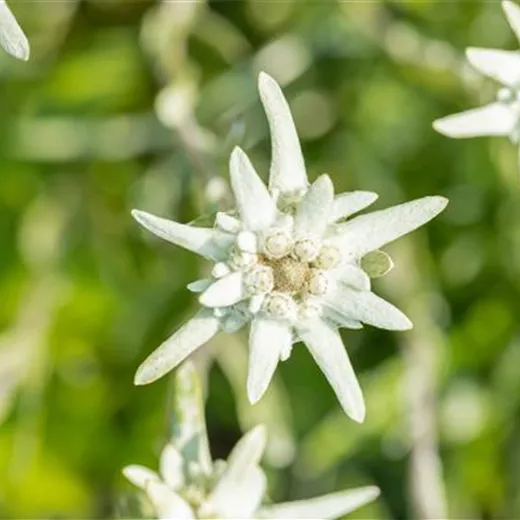 Leontopodium alpinum