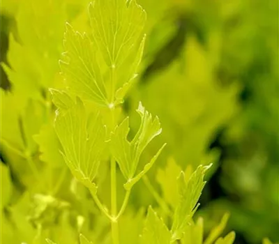 Levisticum officinale