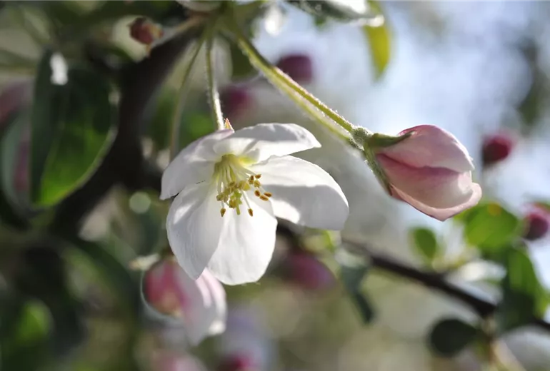 Malus domestica Malus domestica