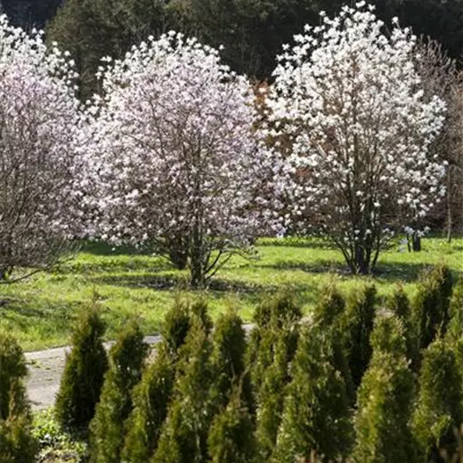 Magnolia loebneri 'Merrill'