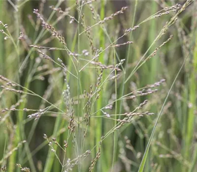 Panicum virgatum 'Northwind'