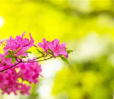 Rhododendron – Das beliebte Gehölz für Hof und Garten