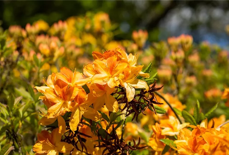 Rhododendron luteum 'Golden Flare'