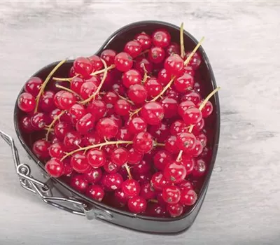 Johannisbeeren – Leckere Snacks für große und kleine Naschkatzen Johannisbeeren – Leckere Snacks für große und kleine Naschkatzen