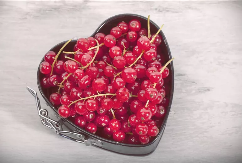 Ribes rubrum Ribes rubrum