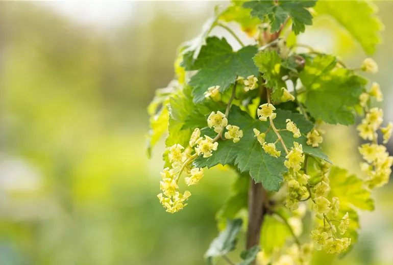 Ribes rubrum Ribes rubrum