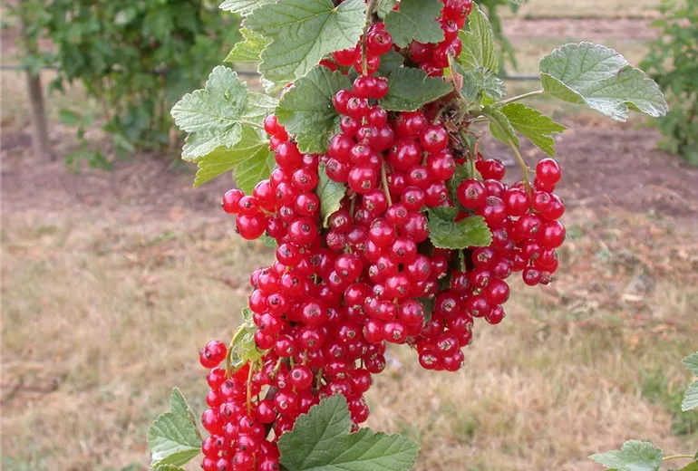 Ribes rubrum Ribes rubrum