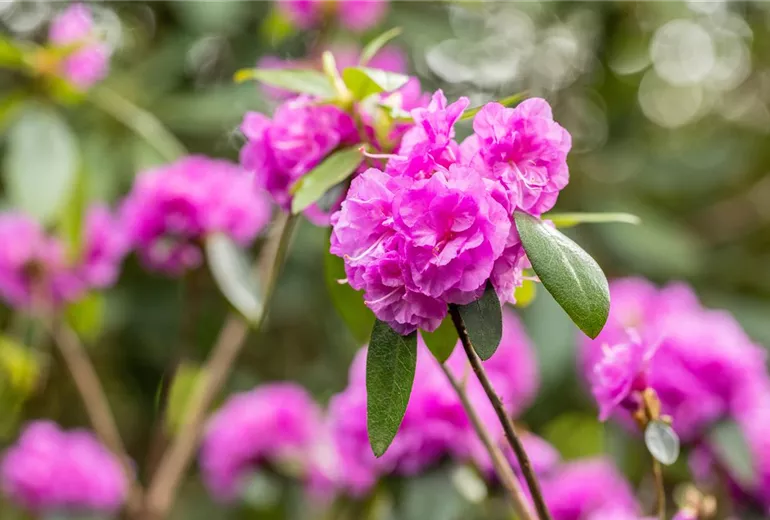 Rhododendron dauricum 'April Rose' Rhododendron dauricum 'April Rose'
