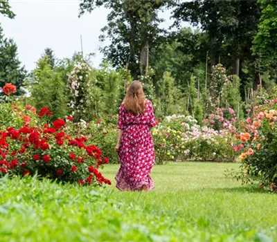 Rosenpflege im Sommer – Für die Königin nur das Beste