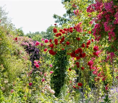 Tipps für einen Rosengarten