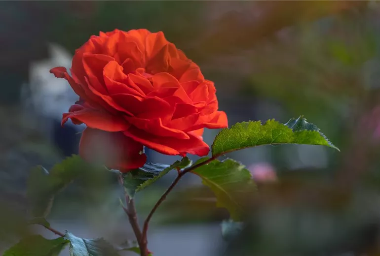 Strauchrose, rot