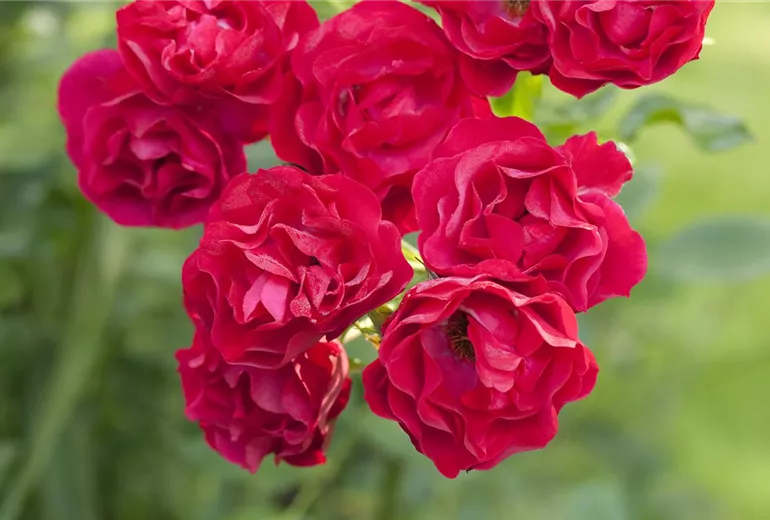Strauchrose, rot