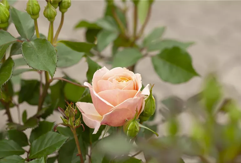 Kleinstrauchrose, lachsrosa