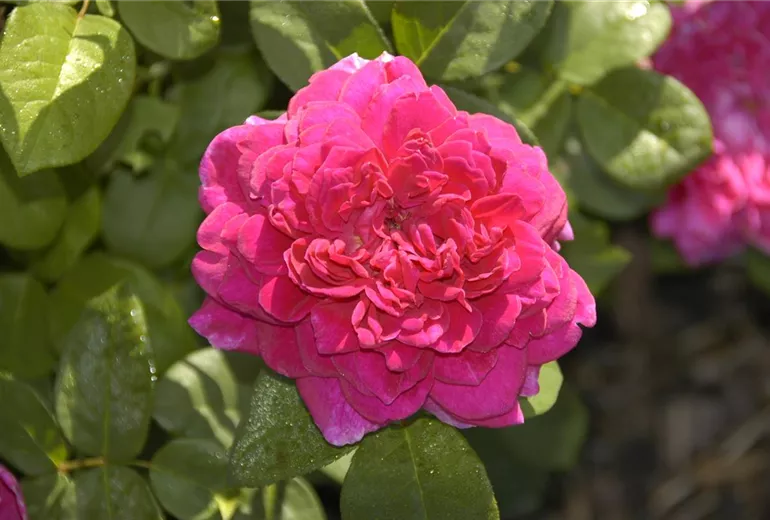 Rosa 'Sophy´s Rose'