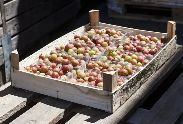 Ribes uva-crispa Ribes uva-crispa