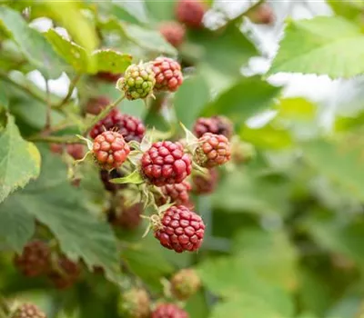 Im Frühjahr Brombeeren pflanzen für eine erfolgreiche Ernte